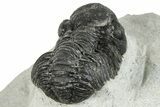 Bargain, Austerops Trilobite - Ofaten, Morocco #287586-5